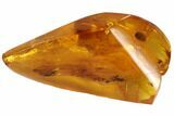 Detailed Fossil Beetle (Coleoptera) In Baltic Amber #90846-1